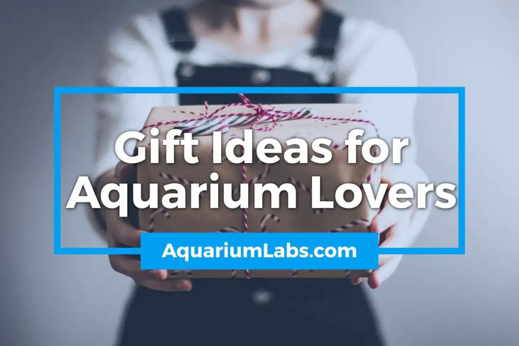 Gifts for Aquarium Lovers Featured Image