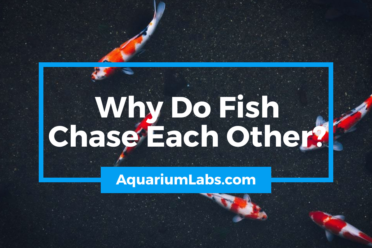 Why Do Fish Chase Each Other - Featured Image