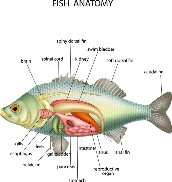 anatomy of a fish