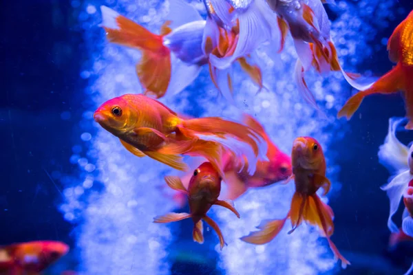 goldfish in aquarium