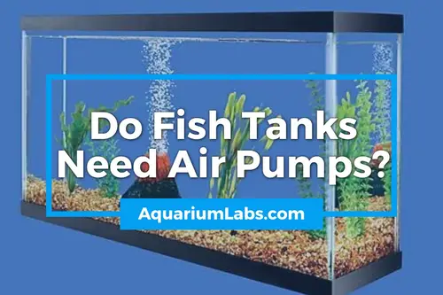 Do Fish Tanks Need Air Pumps - Blog Image