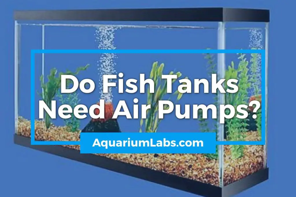 Do Fish Tanks Need Air Pumps - Featured Image