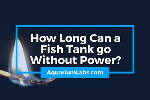 How Long Can a Fish Tank go Without Power - Blog Image