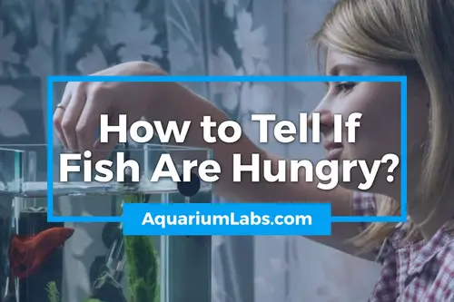 How to Tell If Fish Are Hungry