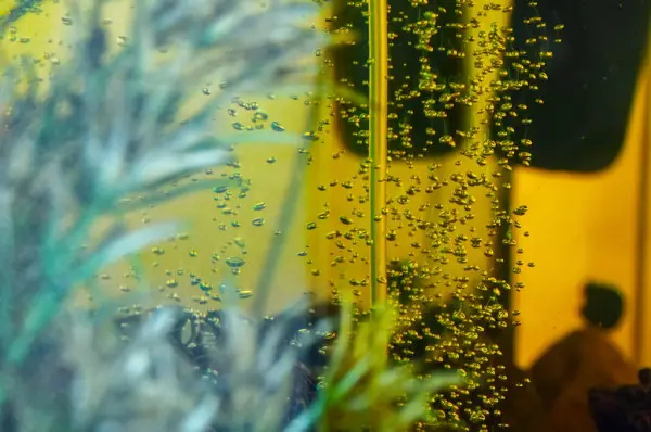 Oxygen bubbles in aquarium