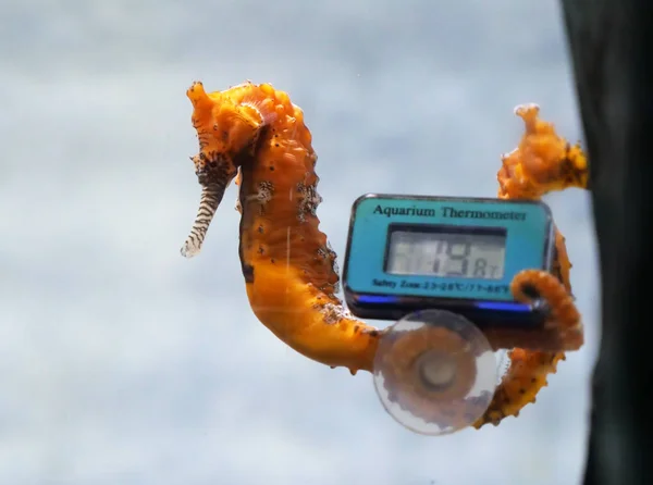 Seahorse in aquarium with thermometer
