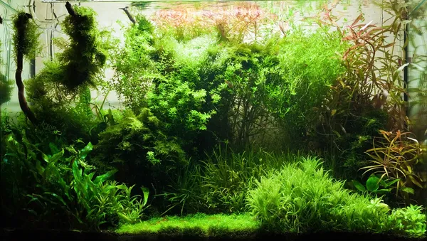 beautiful freshwater in aquarium