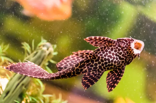 Ancistrus or known as Sucker Fish in Aquarium