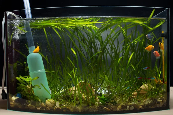 The Ideal Schedule for Aquarium Maintenance