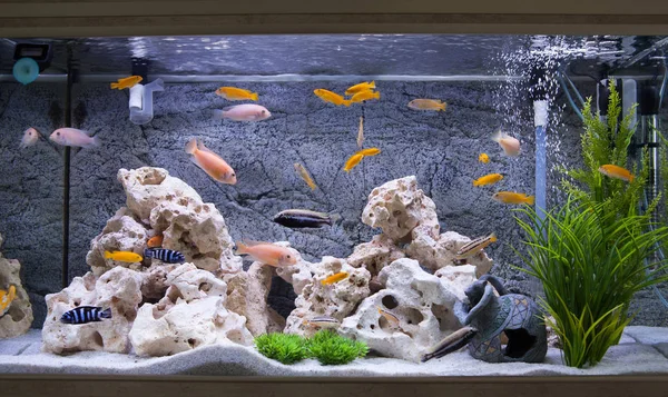 Aquarium with cichlids fish