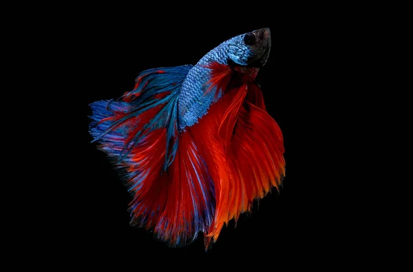 Blue and red bettafish photography