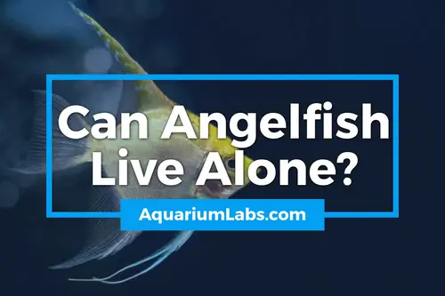 Can Angelfish Live Alone - Blog Image