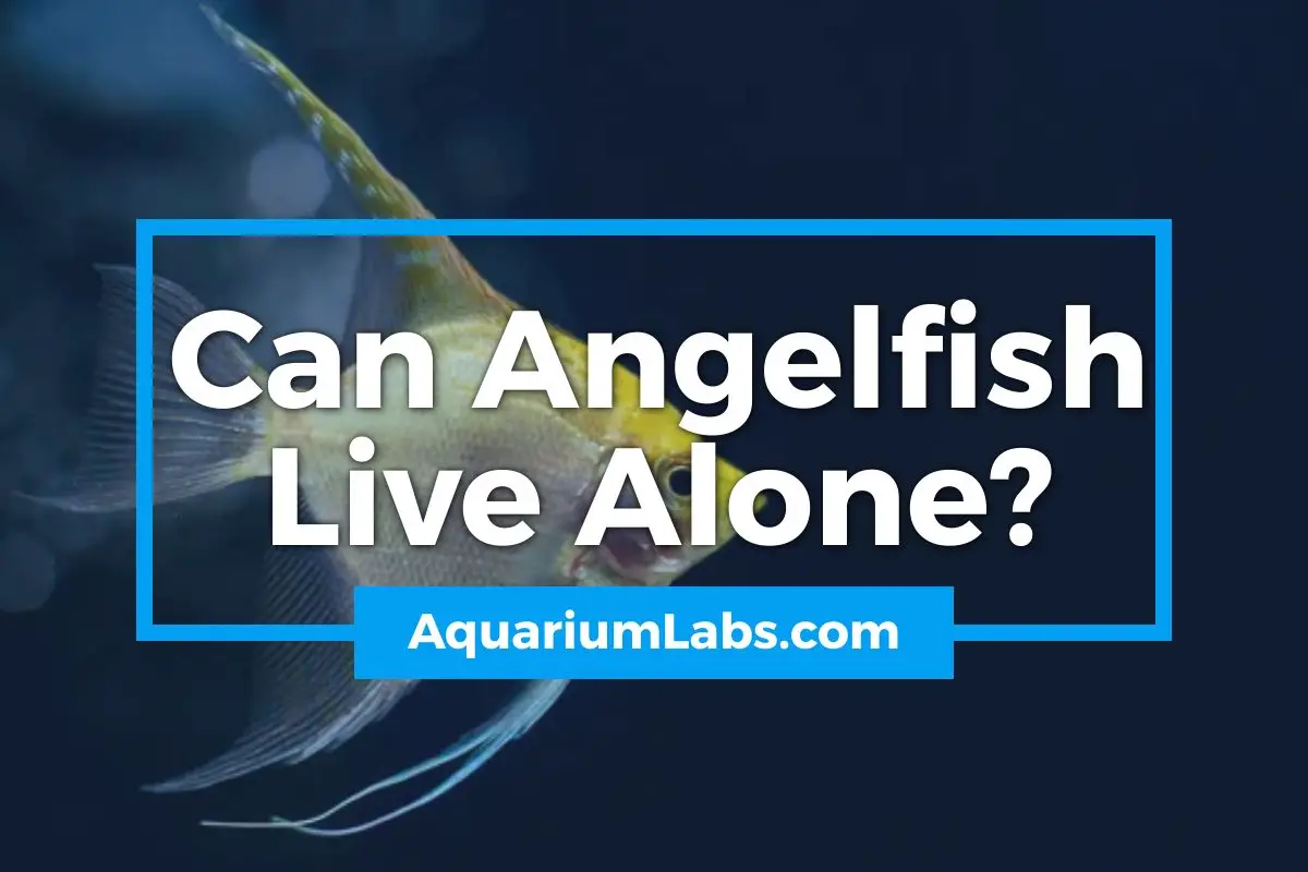 Can Angelfish Live Alone - Featured Image