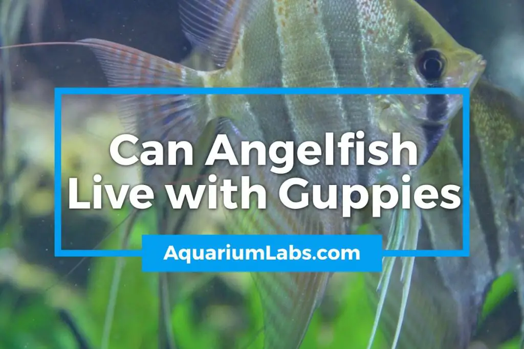 Can Angelfish Live With Guppies Featured Image 1024x683 