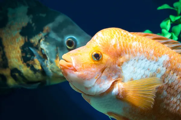 Cichlids in Aquarium