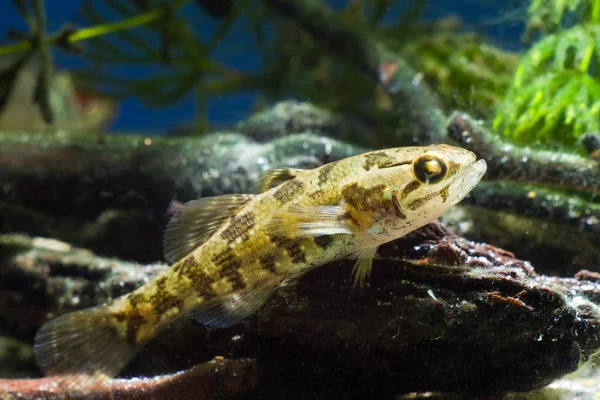 Close up photo of fish aquarium keeper
