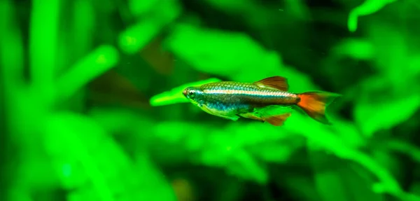 Closeup photo of a chinese danio