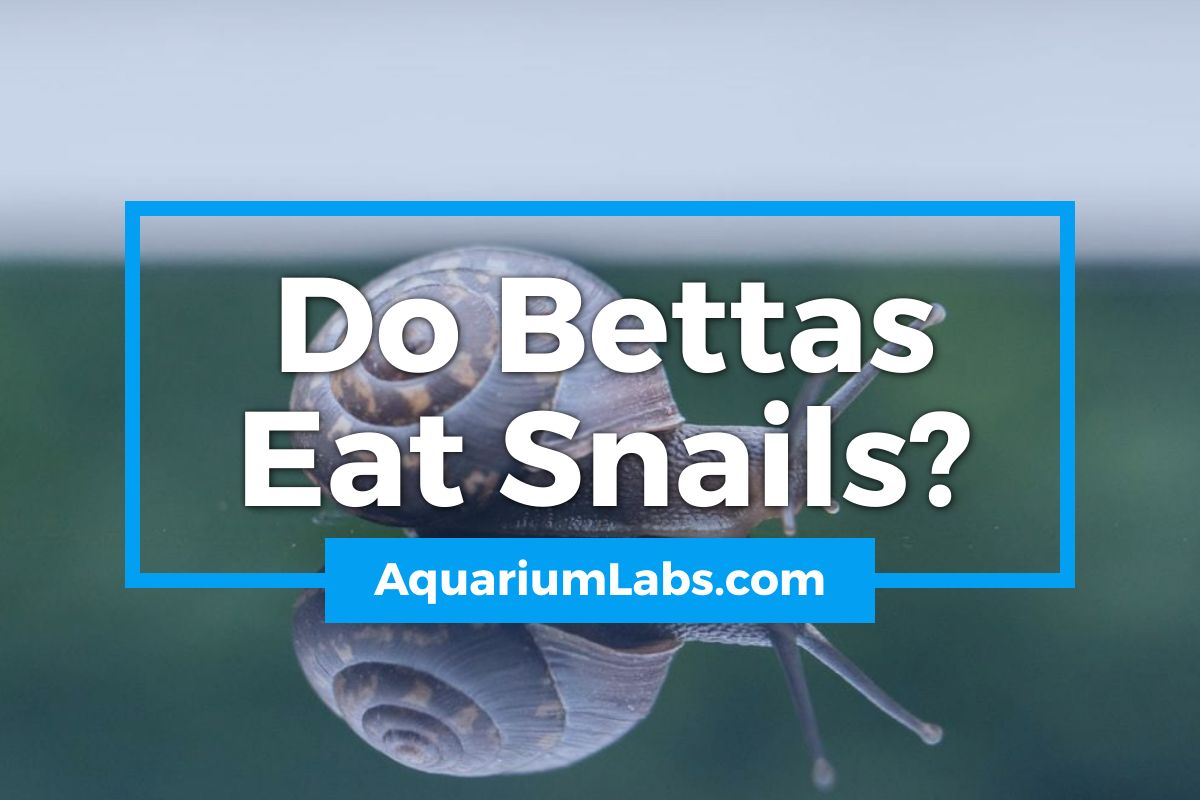 Do Bettas Eat Snails - Featured Image