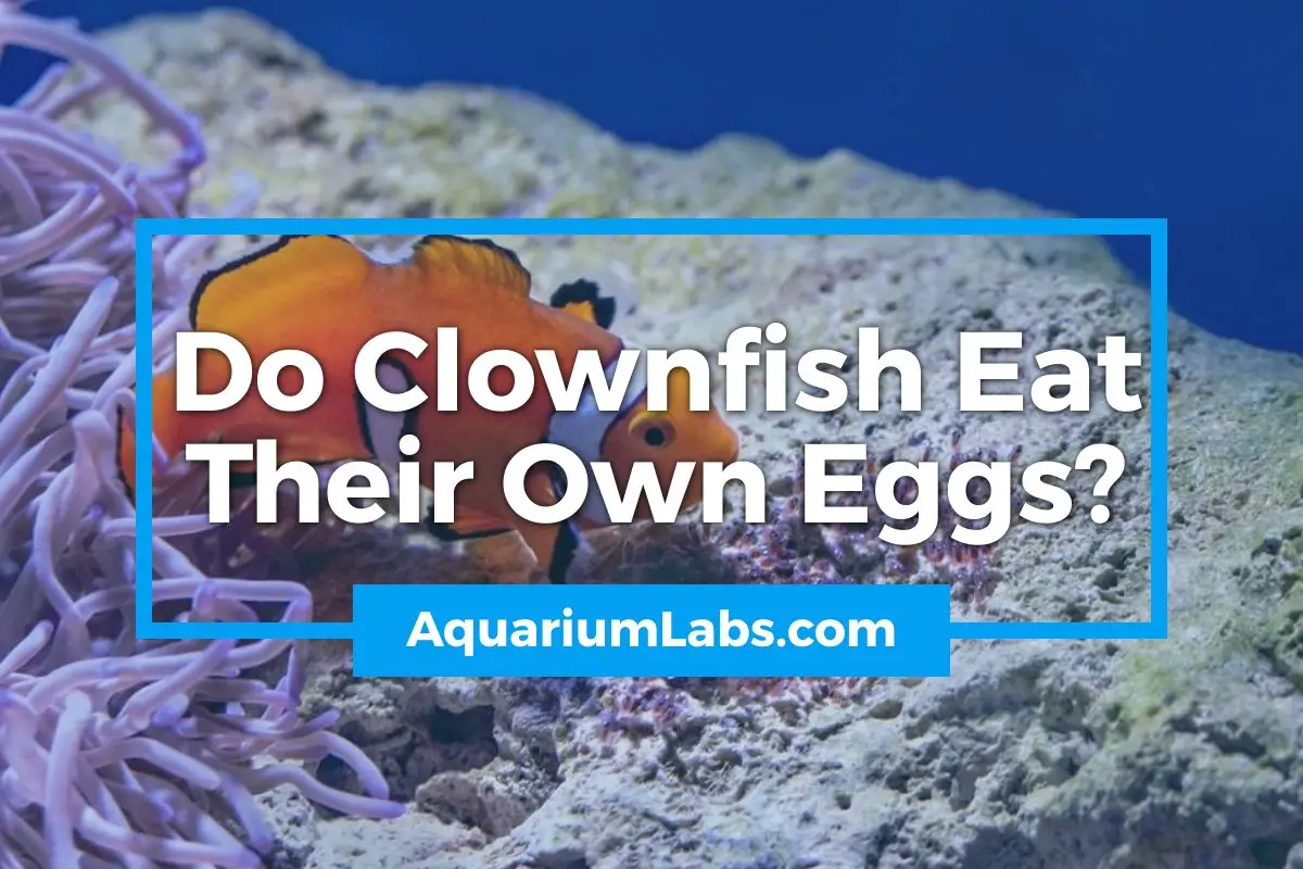 Do Clownfish Eat Their Own Eggs - Featured Image