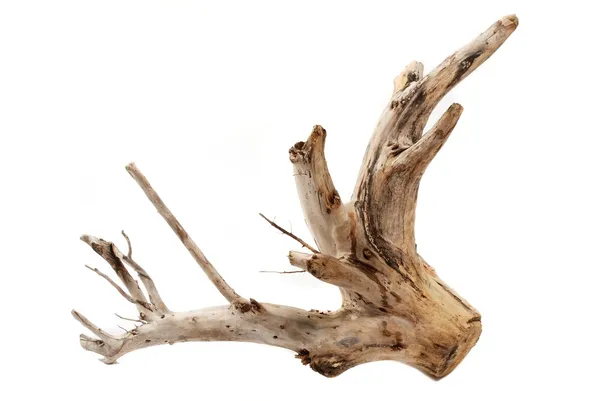 Driftwood tree in white background