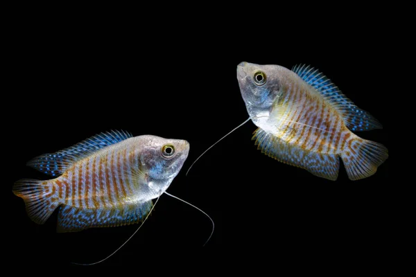 Dwarf gourami on black blackground