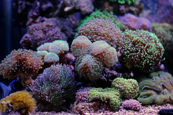 Euphyllia LPS coral