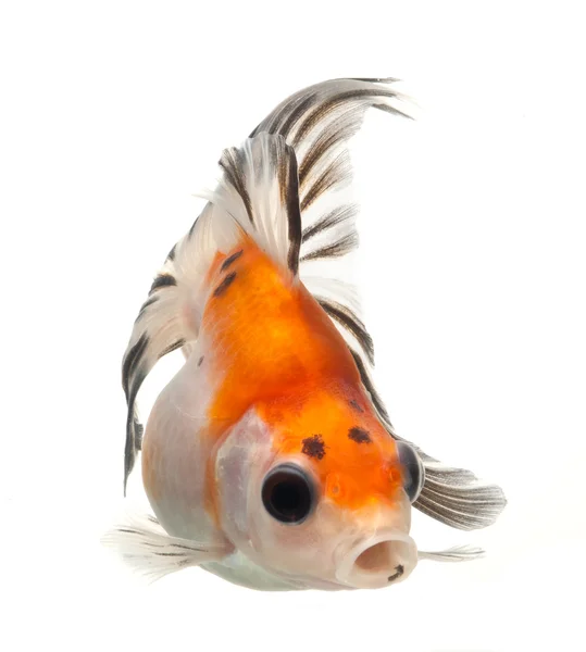 fancy goldfish