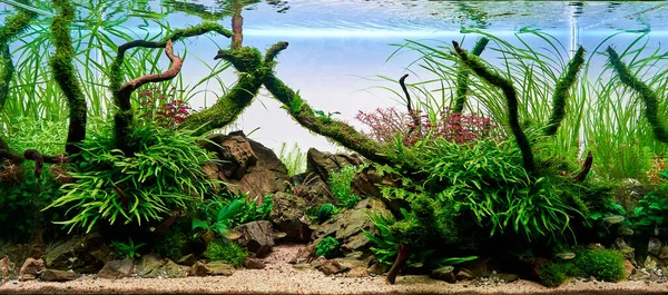 live plants and diamond tetra fish in a Freshwater planted aquarium