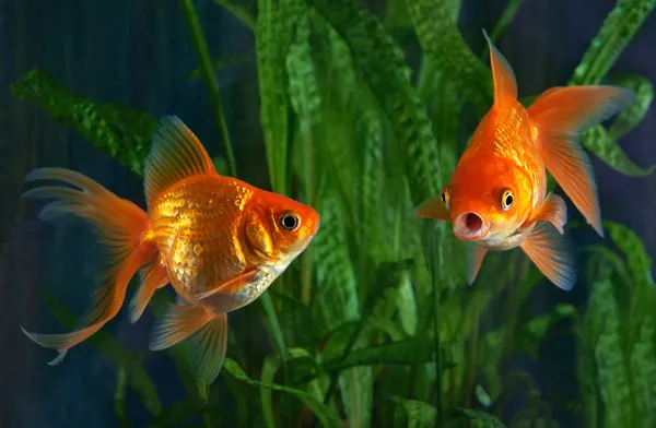 goldfish in aquatic background