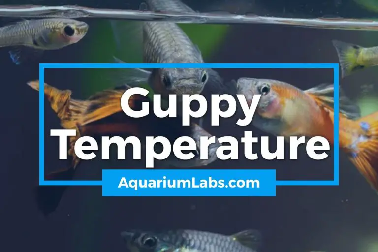 Guppy Temperature [Ideal Min & Max Guppy Fish Temperatures]