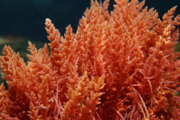 Harpoon weed red algae