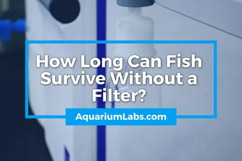 How Long Can Fish Survive Without a Filter - Blog Image