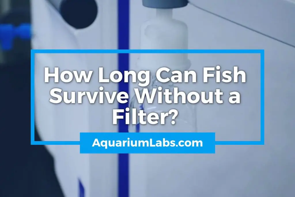 How Long Can Fish Survive Without a Filter - Featured Image
