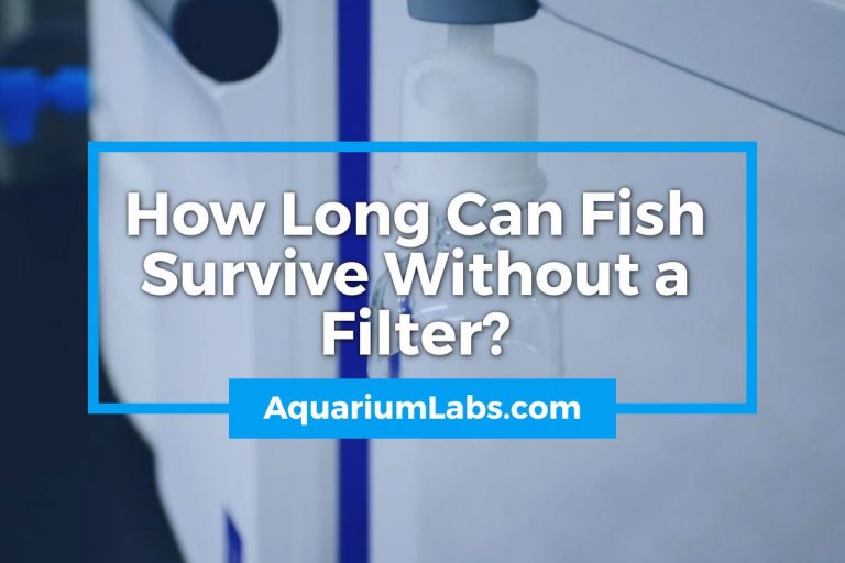 How Long Can Fish Survive Without a Filter? Aquarium Labs