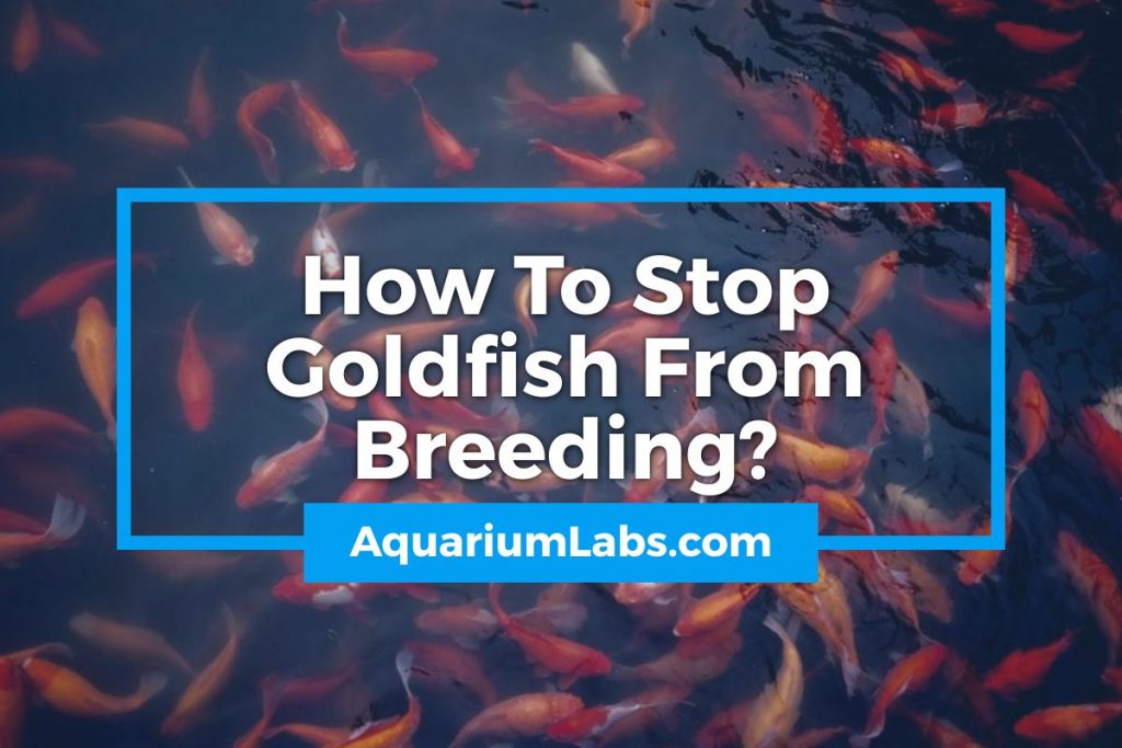 How To Stop Goldfish From Breeding - Featured Image