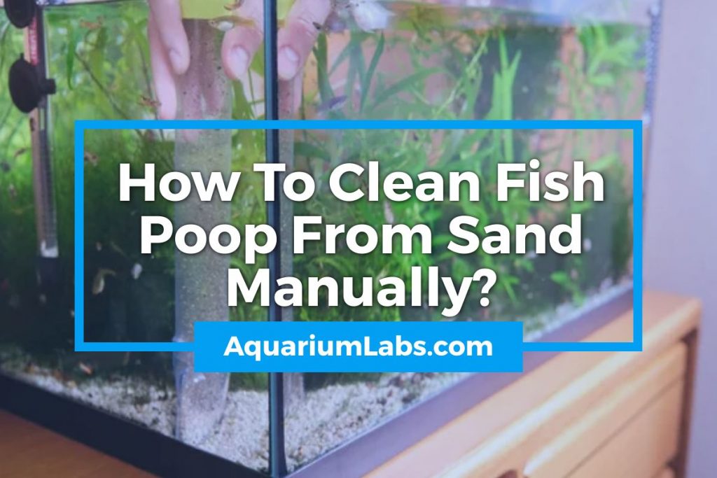 How-to-Clean-Fish-Poop-From-Sand-Manually-Featured-ImageV2