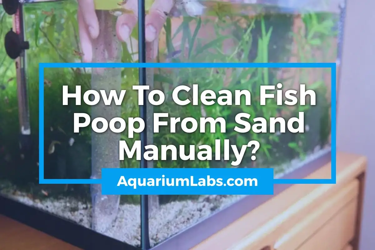 How To Clean Fish Poop From Sand Manually – Aquarium Labs