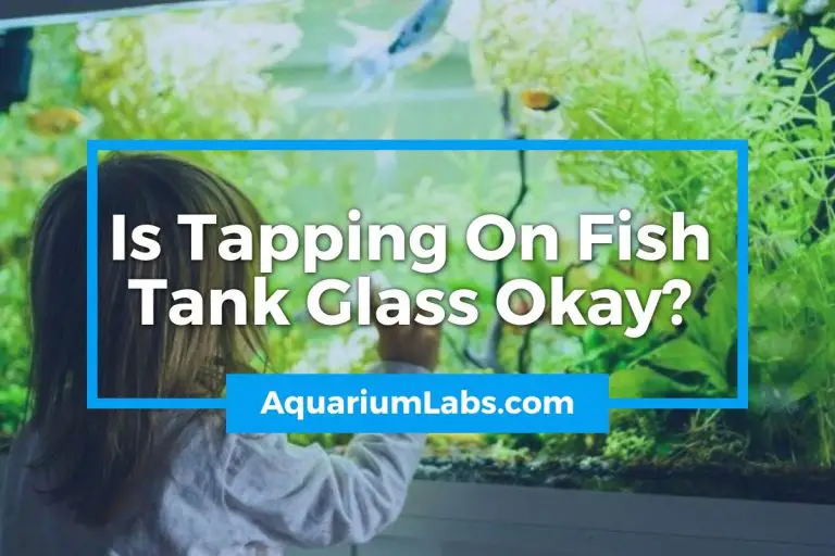 Is Tapping On Fish Tank Glass Okay? [What It Actually Does]