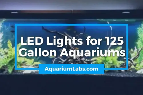 Led Lights for 125 Gallon Aquarium