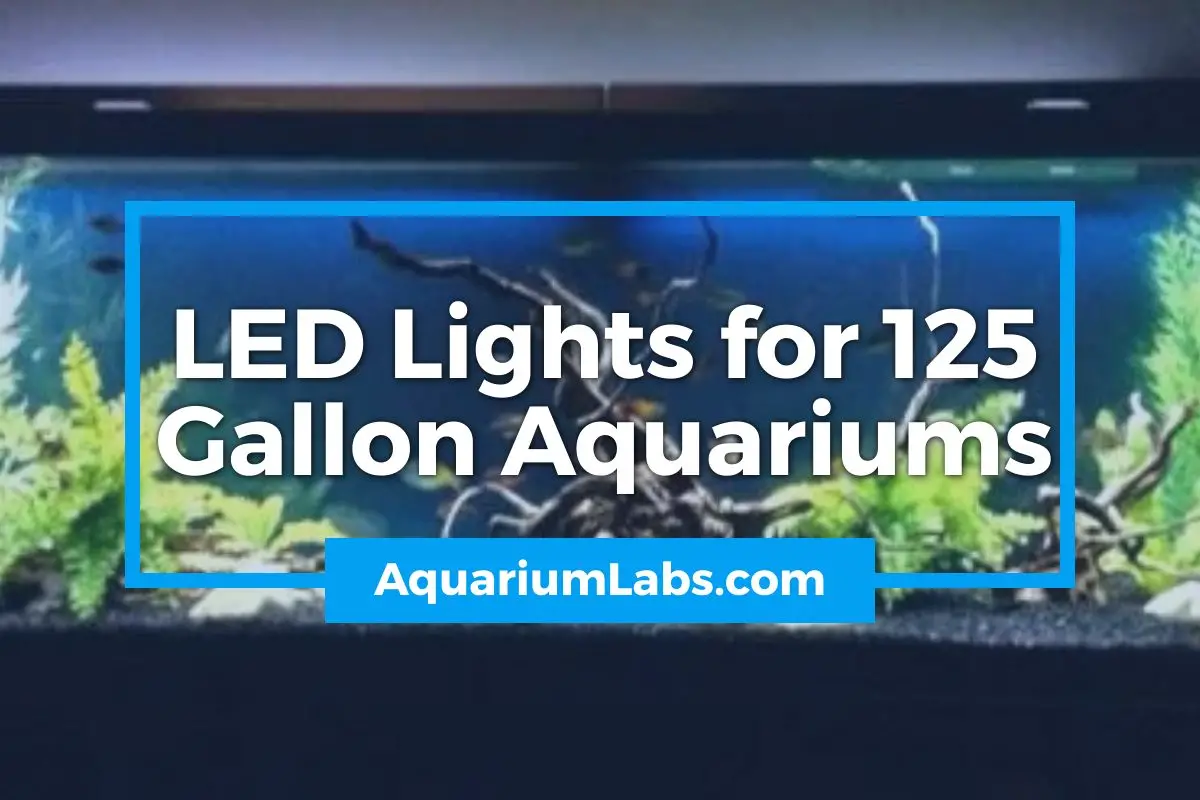 LED Lights for 125 Gallon Aquarium Featured Image v3.13.22