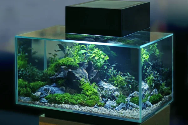 Medium-sized aquarium