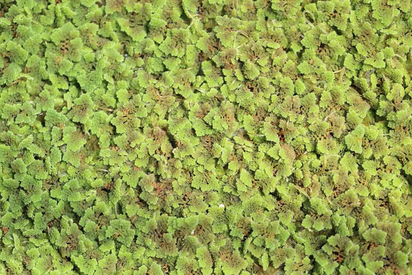 Azolla fern plant