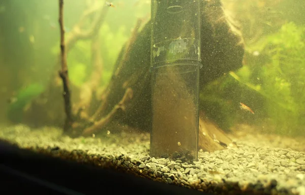 Powered gravel cleaner in aquarium