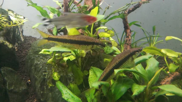 Siamese Algae Eater in tank with driftwood and plants