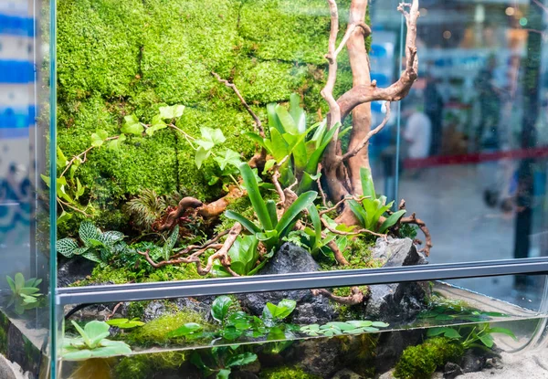 Terrarium style tank with small garden, rock and driftwood