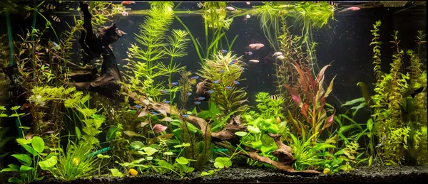 Tropical freshwater with fishes
