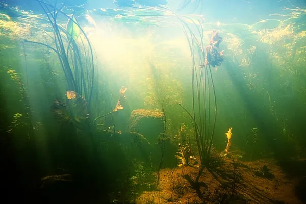 Underwater shot of a pond