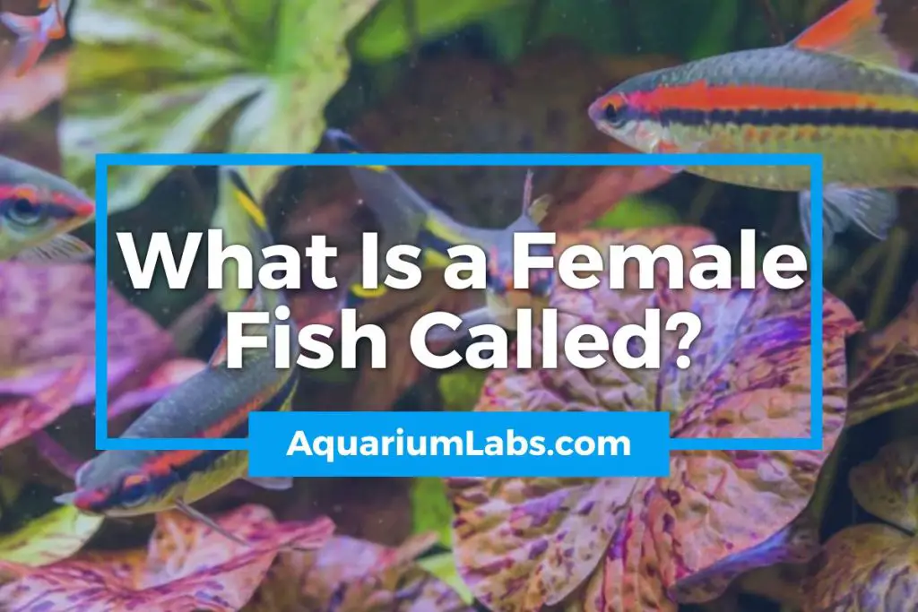 What Is a Female Fish Called - Featured Image