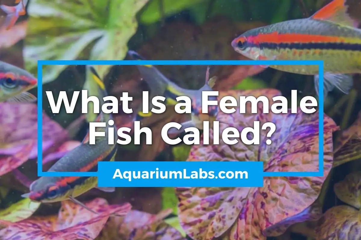 What Is a Female Fish Called - Featured Image