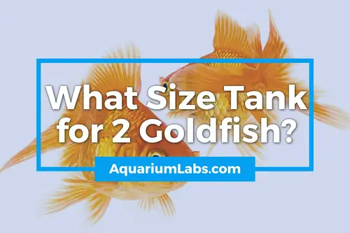 what size tank for 2 goldfish